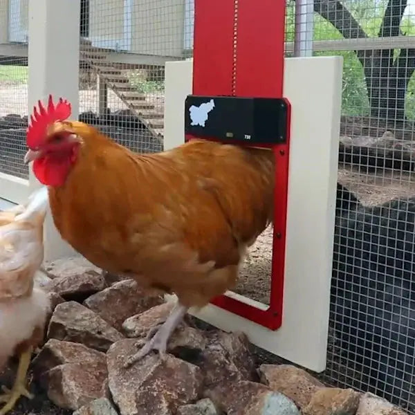 Maliben | Automatic Chicken Coop Door - Weatherproof & Predator Safe With Easy Installation