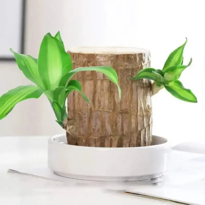 Maliben | Brazilian Lucky Wood – Air Purifying & Fortune Bringing Plant
