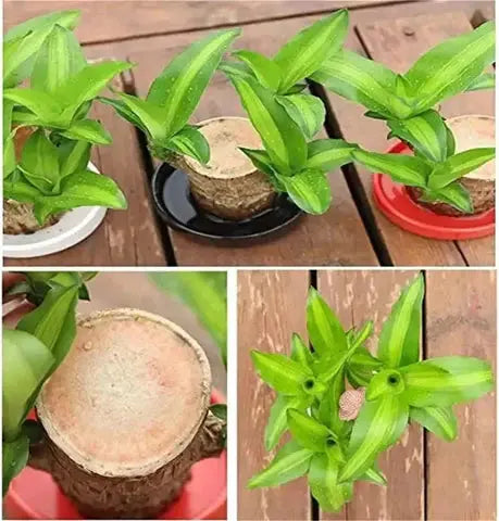Maliben | Brazilian Lucky Wood – Air Purifying & Fortune Bringing Plant