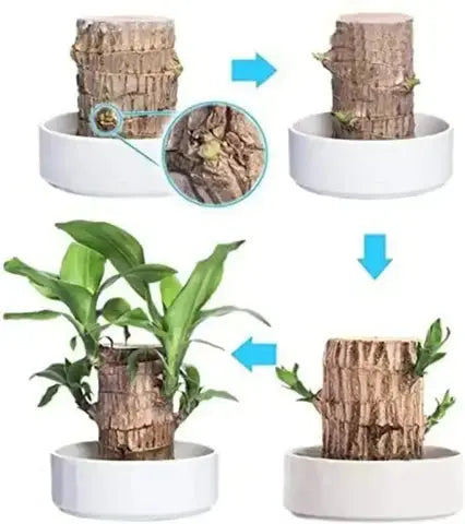 Maliben | Brazilian Lucky Wood – Air Purifying & Fortune Bringing Plant