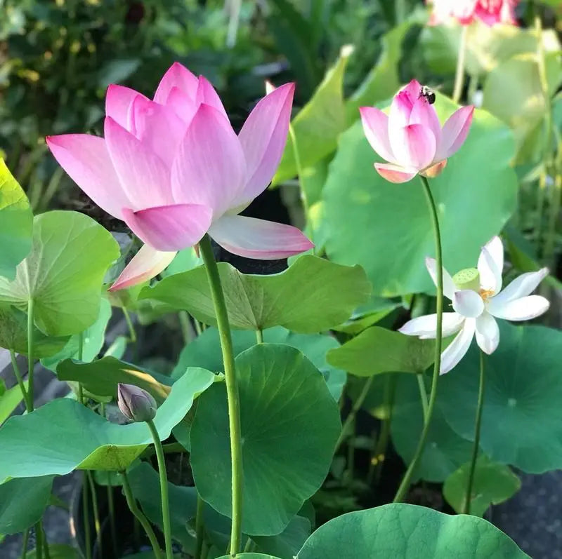 Maliben | Lotus Flower Seeds For Pond & Bowl – Let Them Bloom Easily At Home