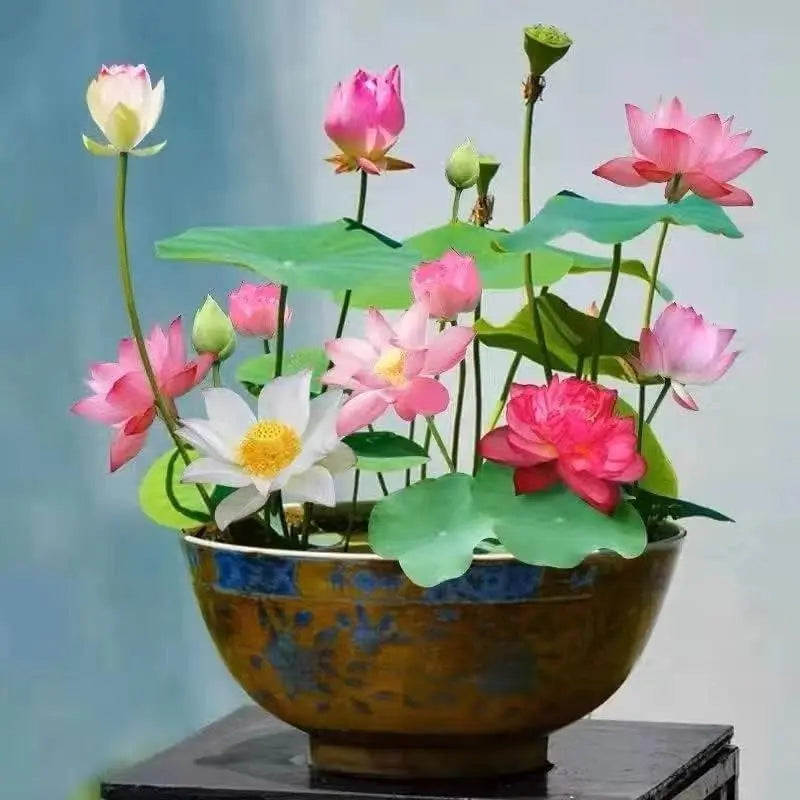 Maliben | Lotus Flower Seeds For Pond & Bowl – Let Them Bloom Easily At Home
