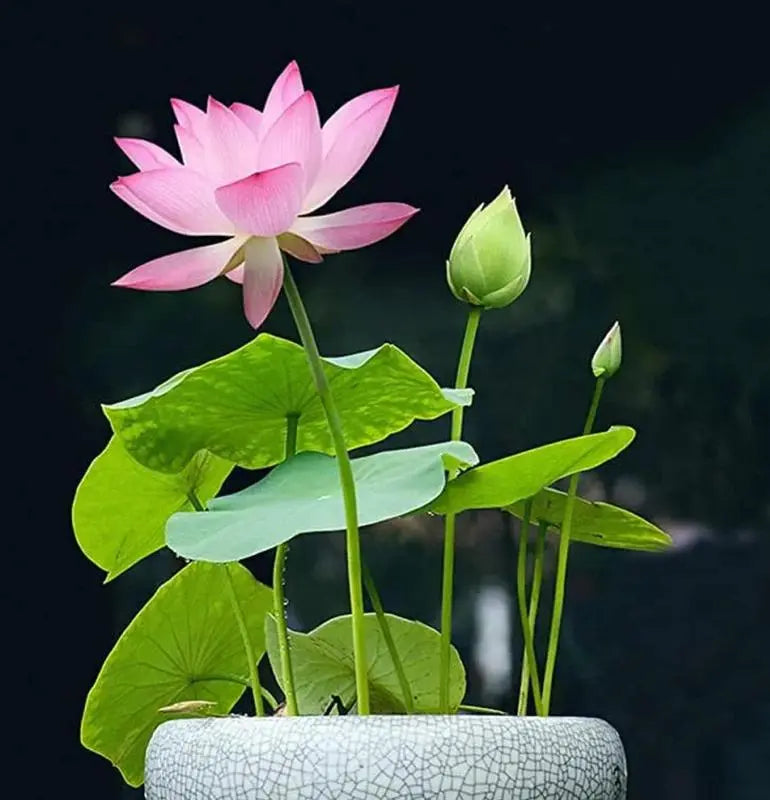 Maliben | Lotus Flower Seeds For Pond & Bowl – Let Them Bloom Easily At Home