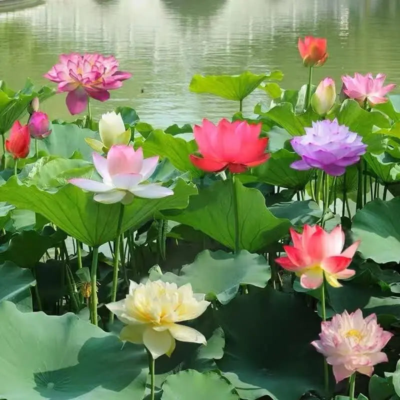 Maliben | Lotus Flower Seeds For Pond & Bowl – Let Them Bloom Easily At Home