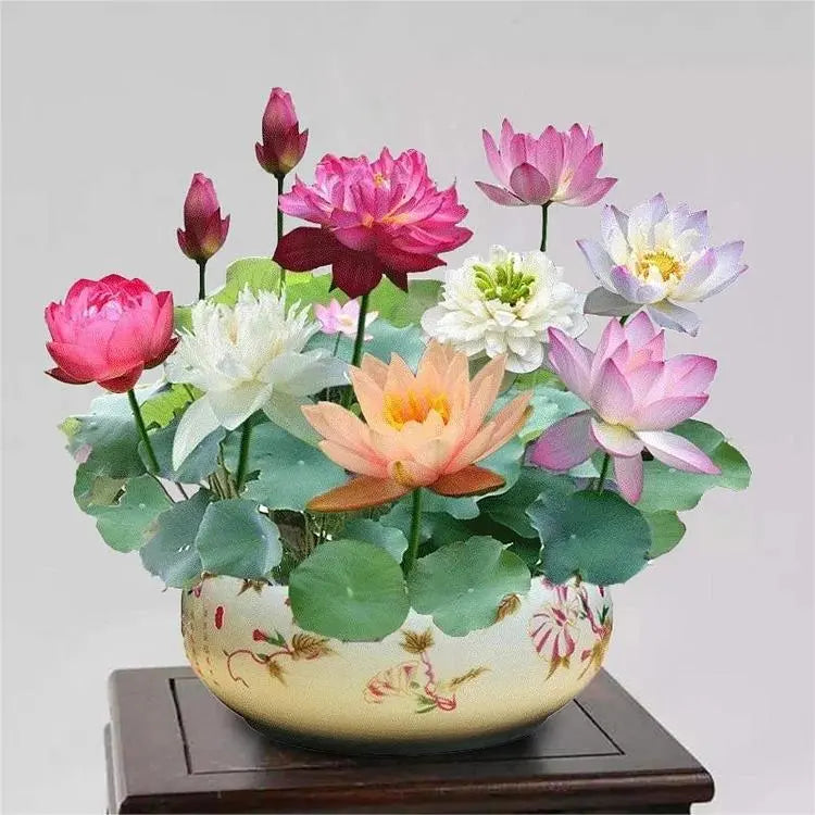 Maliben | Lotus Flower Seeds For Pond & Bowl – Let Them Bloom Easily At Home
