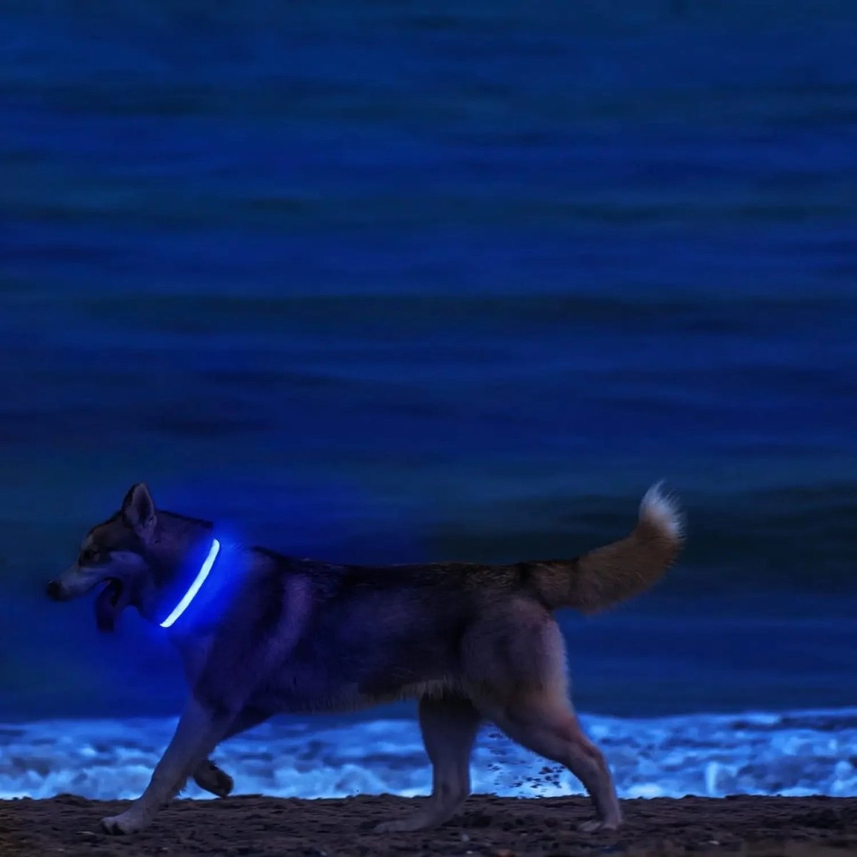 Maliben | LED Safety Dog Collar with Adjustable Fit