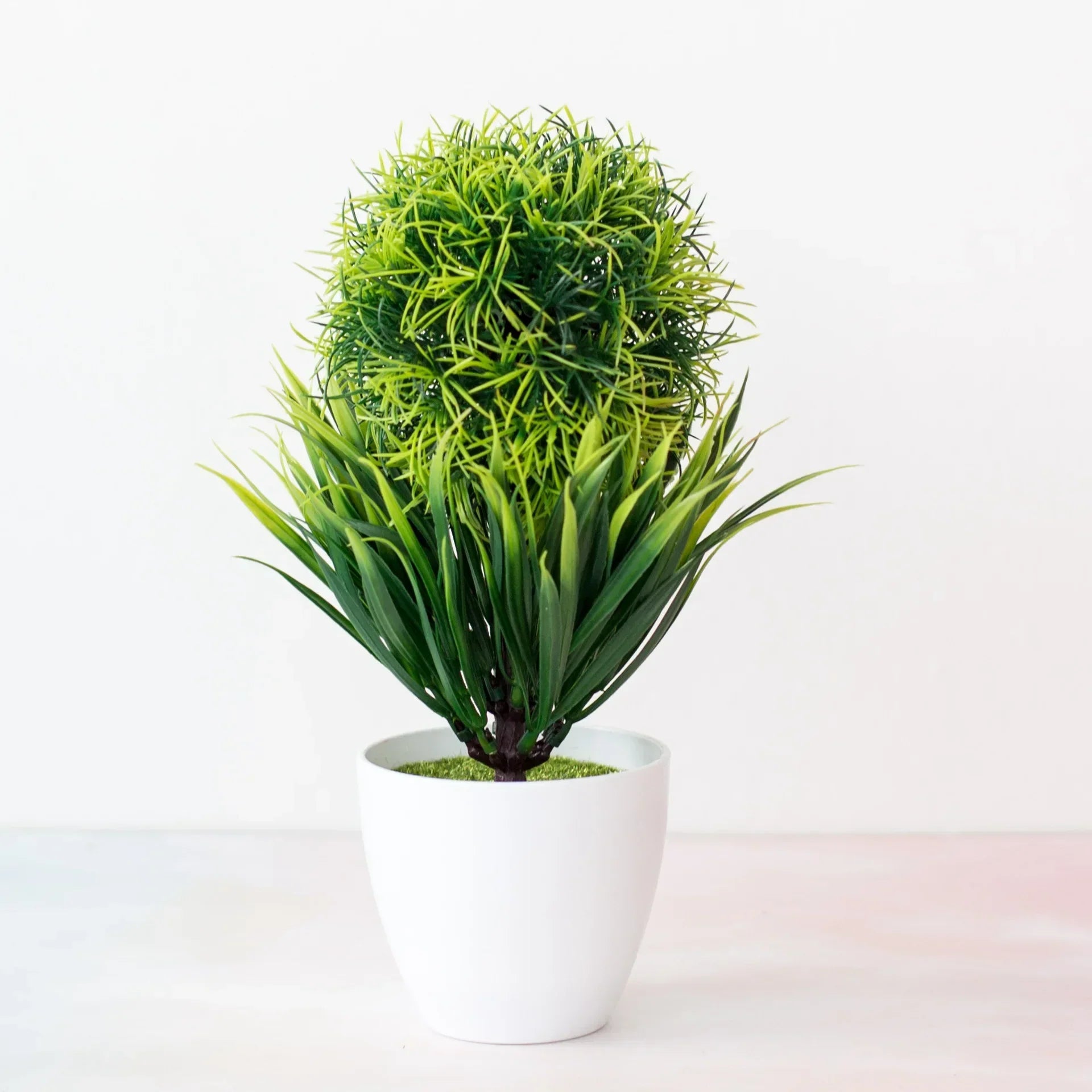 Maliben | Small Tree Pot Bonsai Plants