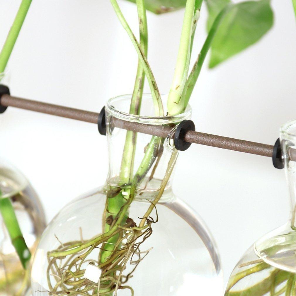 Maliben | Fauna Plants Cuttings Pots | Grow Your Own Plants At Home
