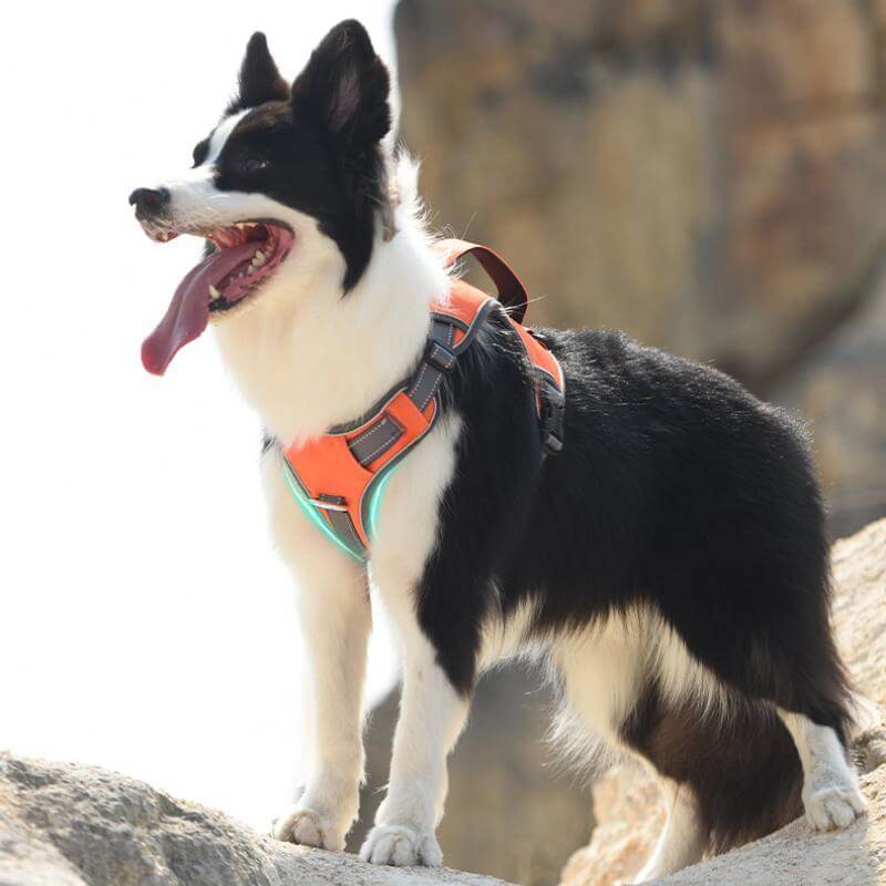 Maliben | Multifunctional explosion-proof anti-pull harness for medium to large dogs harness