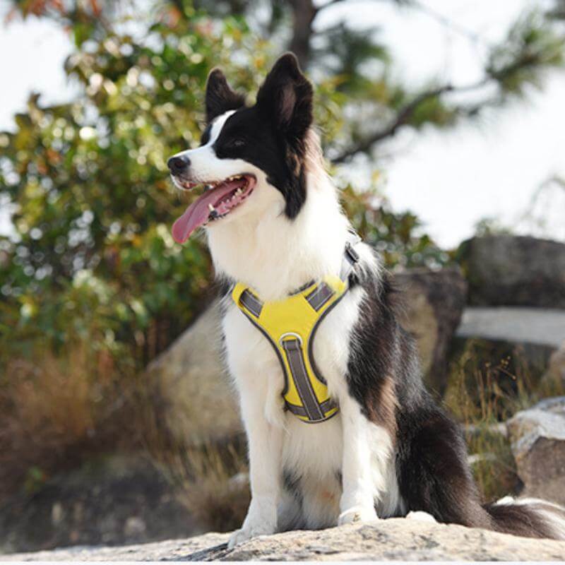 Maliben | Multifunctional explosion-proof anti-pull harness for medium to large dogs harness