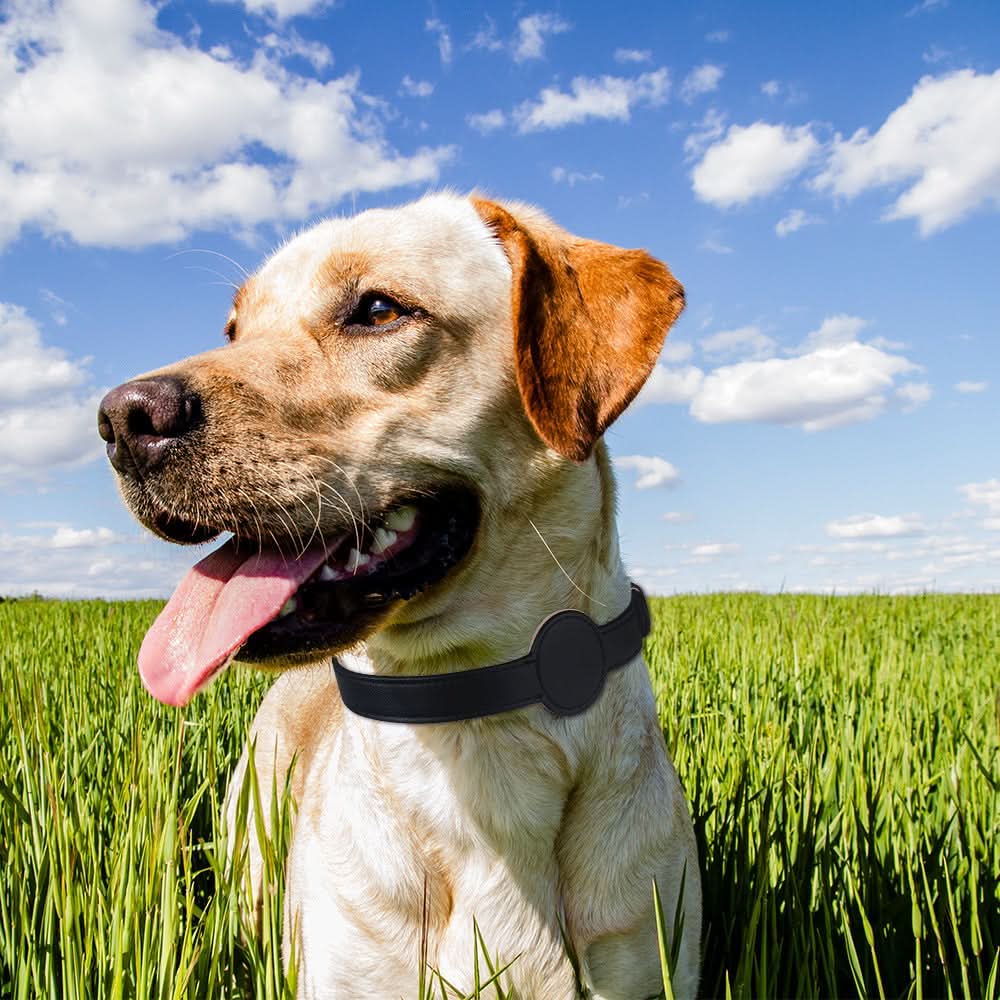 Maliben | Dog Collar with Integrated AirTag Holder for Safety & Style