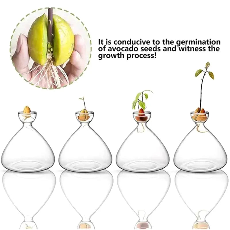 Maliben | Avocado Vase Glass | Transparent Germination Glass | Plant Container For Avocado Cultivation | 10–15 Cm