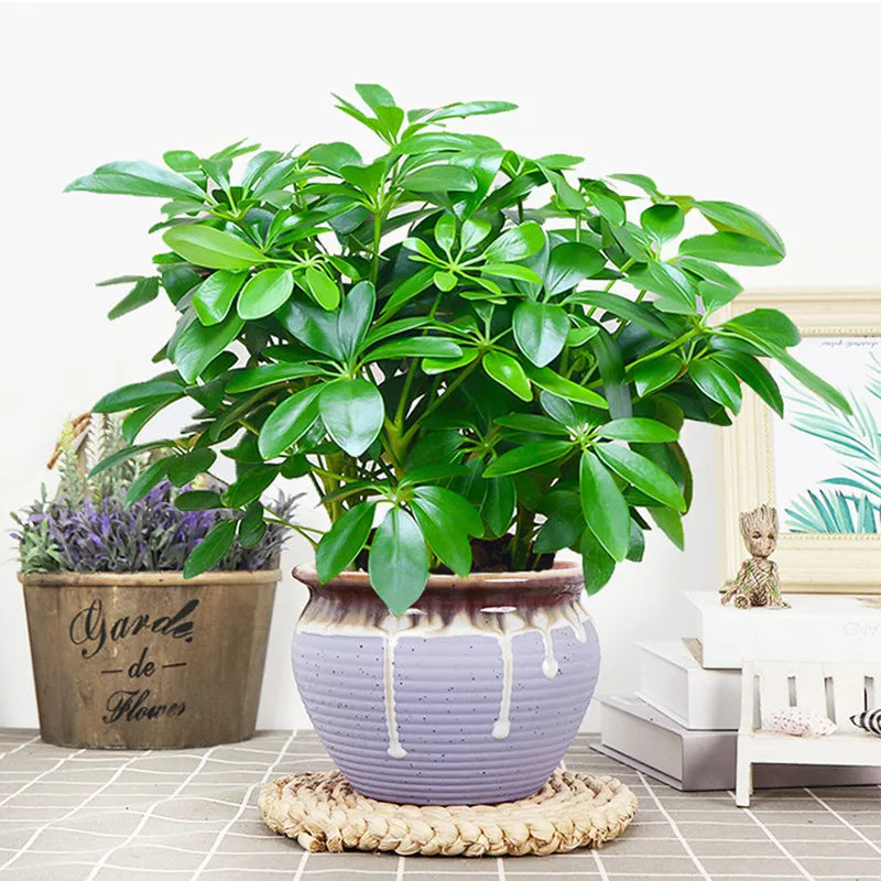 Maliben | Artificial Plant Everleaf 33 | 33 Cm | With Stem & Leaves | Low-Maintenance Decor For Home & Office