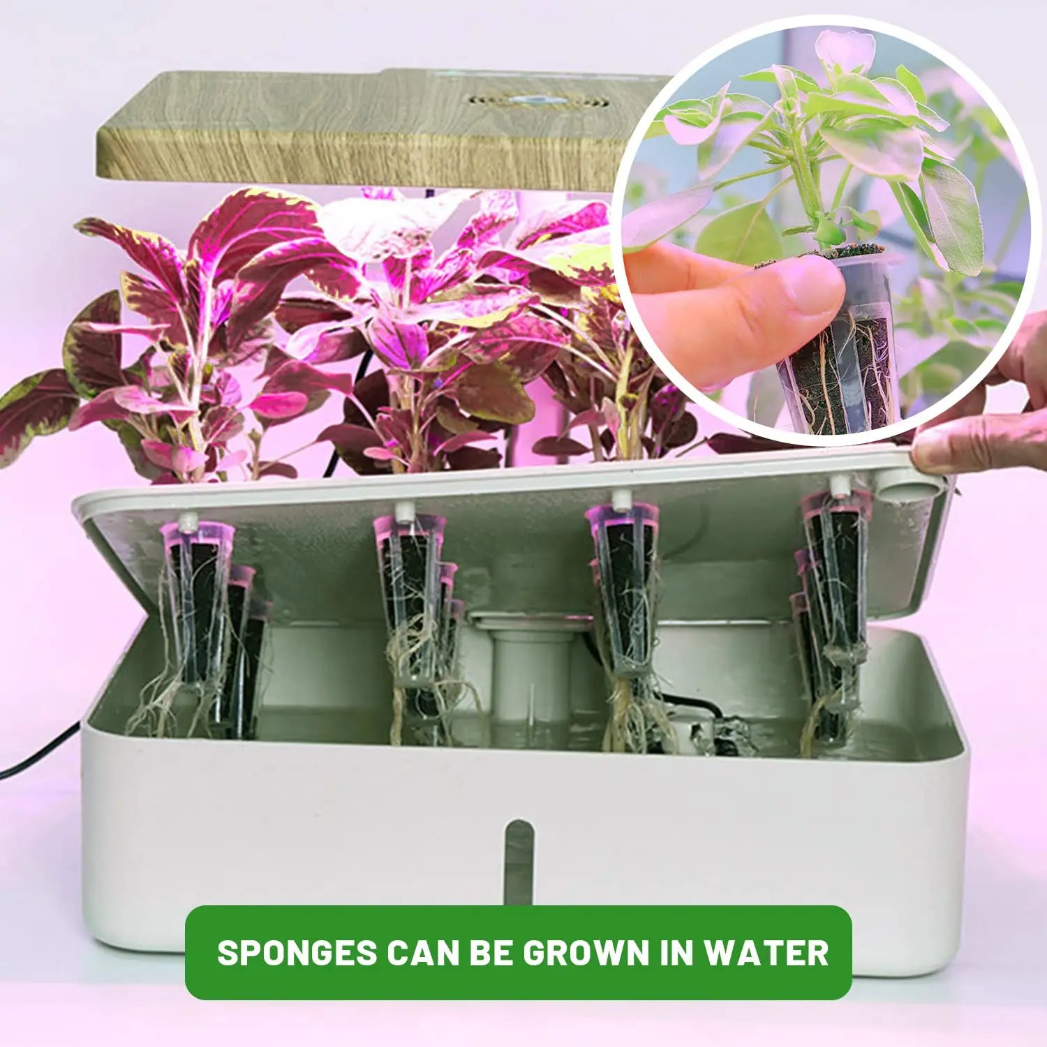 Maliben | Wurzelwunder Planting Sponges 50 Pieces | Replacement Growth Sponges For Hydroponics & Soil | For Herbs, Vegetables & Flowers