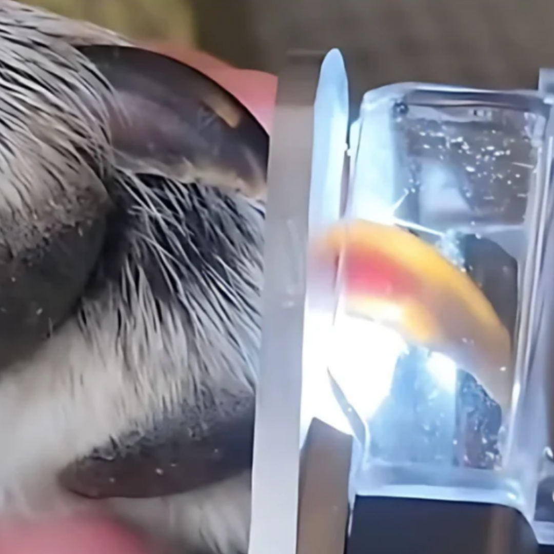 Maliben | Pawglow – Safely Trim Your Dog's Nails With Built-In Led Light