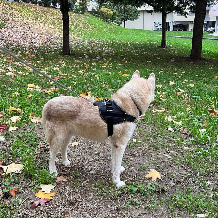 Maliben | Anti Choke Dog Harness