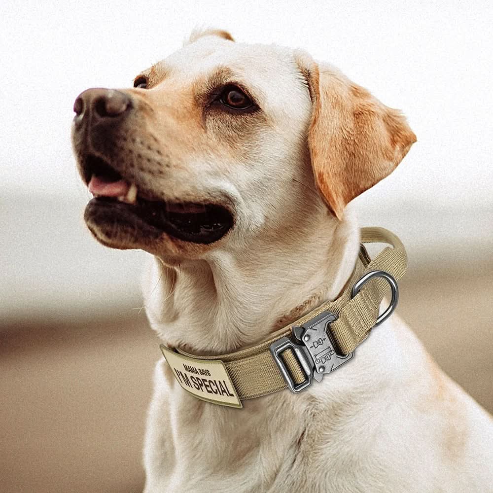 Maliben | Durable & Adjustable Collar for Training & Everyday Use