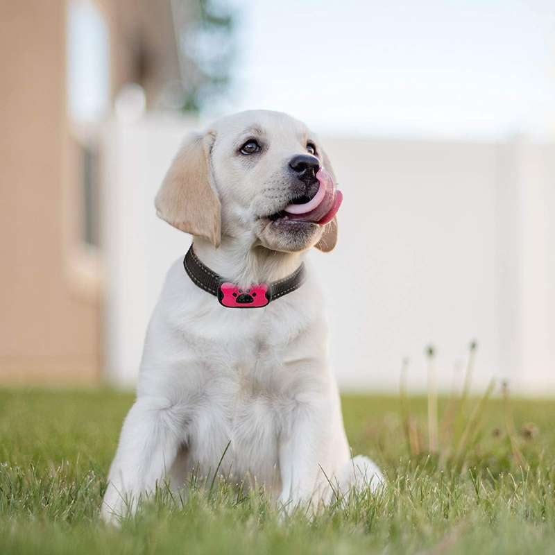 Maliben | Anti-Bark Collar
