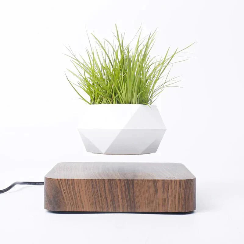Maliben | Anti-Gravity Plants - Astonish Your Space - Nature Reinvented