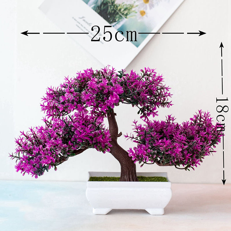 Maliben | Plant Bonsai