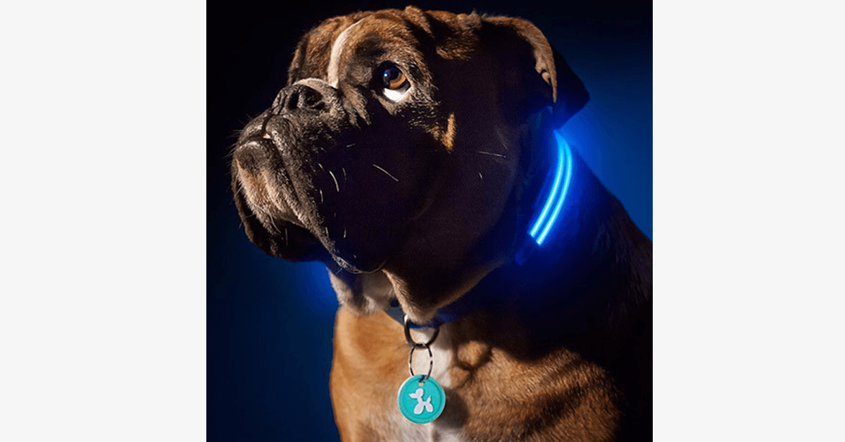 Maliben | LED Dog Collar – Keep an eye on your pet!