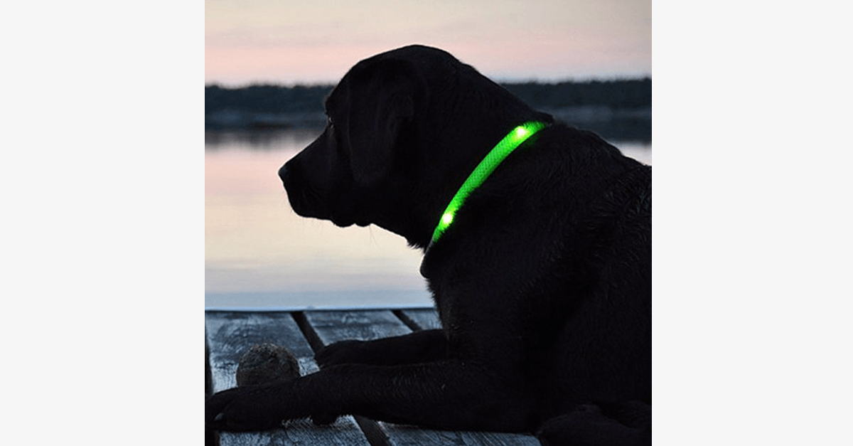 Maliben | LED Dog Collar – Keep an eye on your pet!