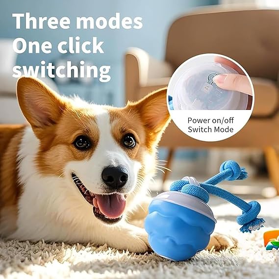 Maliben | Pawpulse – Helps Dogs Stay Active, Happy, And Trouble-Free