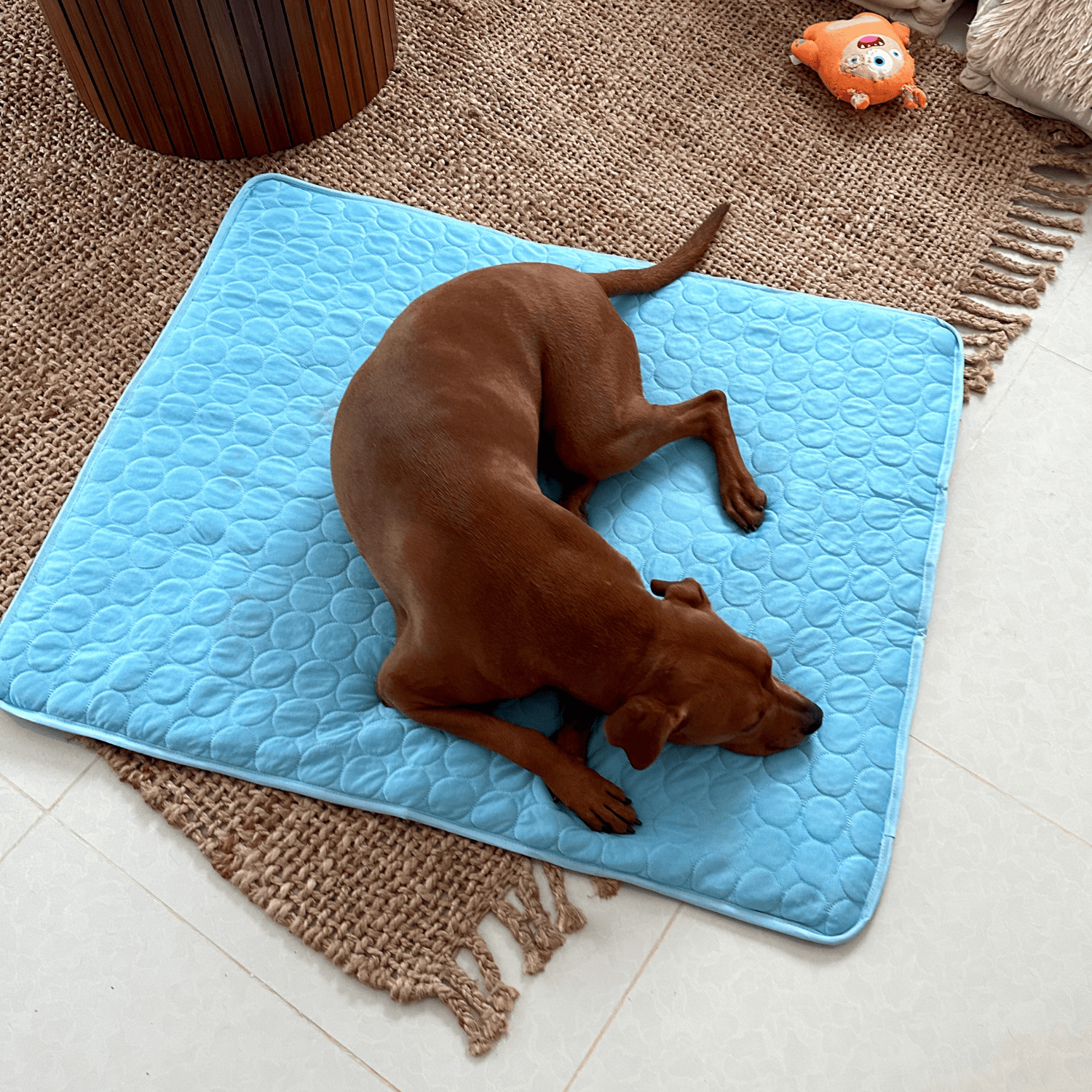 Maliben | Innovative Cooling Mat for Dogs (4x Cooling Power) - ChillComfort