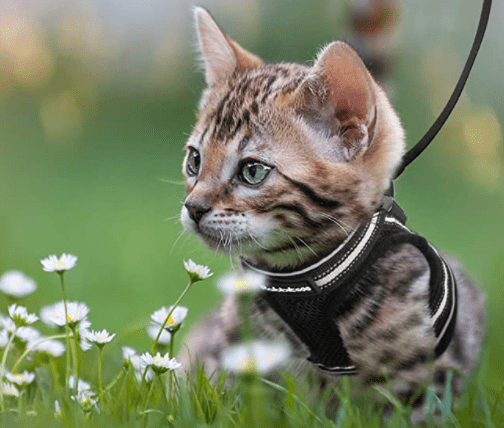 Maliben | Escape-proof cat harness with reflective details