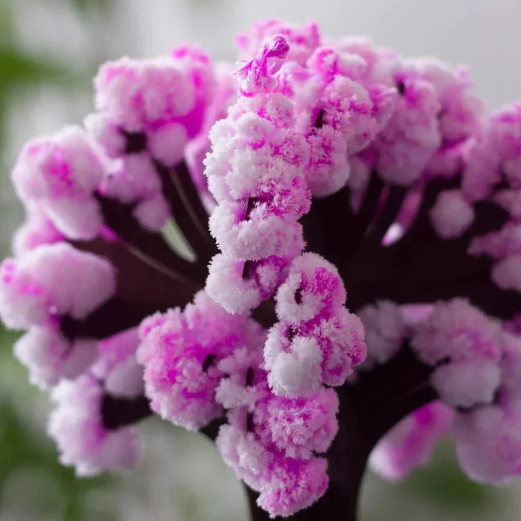 Maliben | Make Your Garden Bloom - Grow Your Sakura Tree!