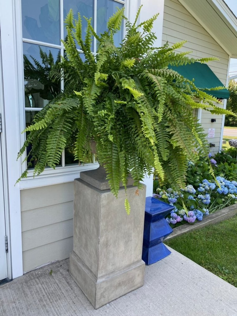 Maliben | Uv Resistant Artificial Boston Fern | Lifelike, Waterproof & Maintenance-Free For Outdoor Décor
