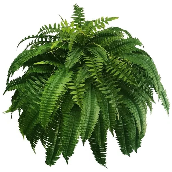 Maliben | Uv Resistant Artificial Boston Fern | Lifelike, Waterproof & Maintenance-Free For Outdoor Décor