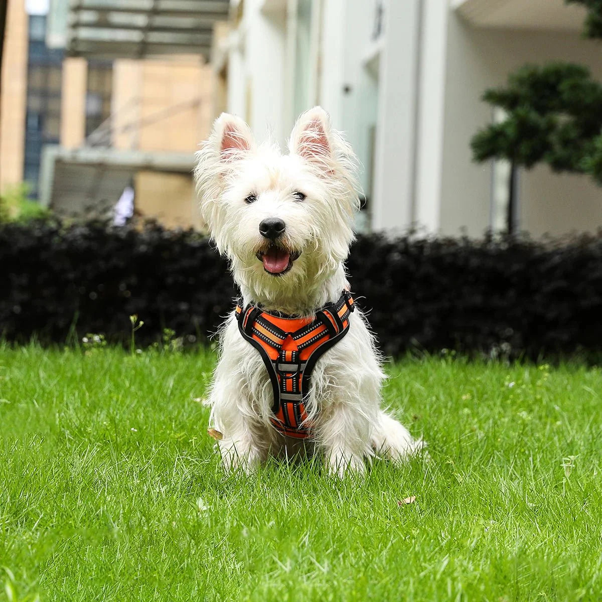 ReflectaGuard •  No Pull Dog Harness — Maliben pet accessory